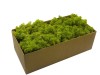 Preserved Swedish Reindeer Moss ''Cladonia Stellaris'' Color Spring Green