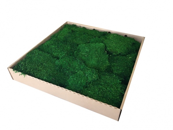 Preserved Pillow Moss - Premium Bun Moss, Large Bulk Box Cover 0.6m2.  Medium Green Color