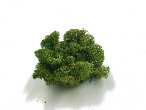 Polar Reindeer Moss, Forest Green Color, Purified, 100% Real