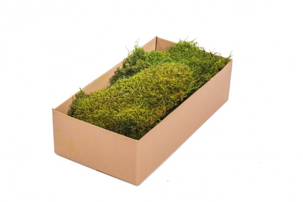 Live Sheet Moss, 40x25x10 (4 layers), Flat moss