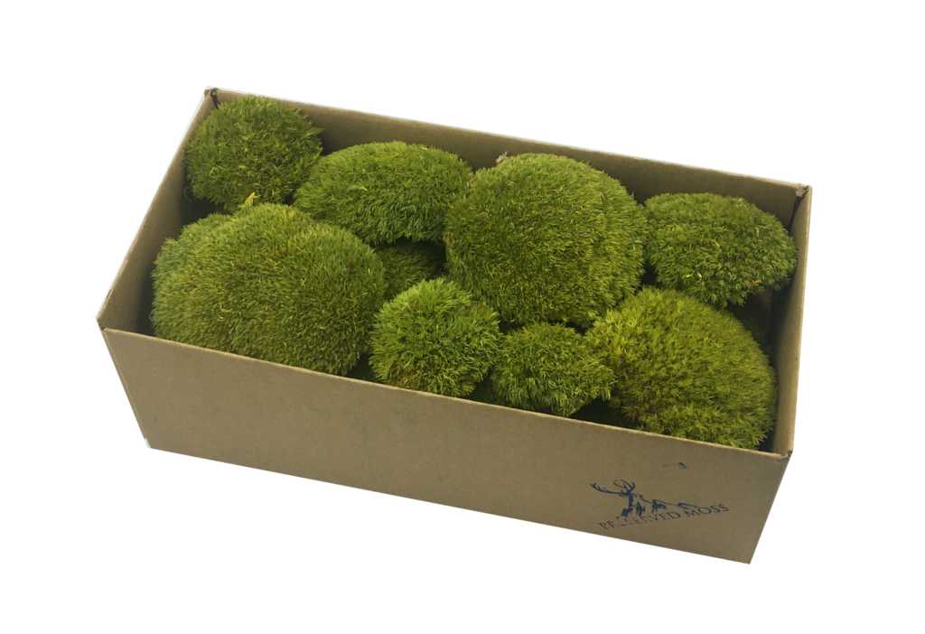 Preserved Pillow Moss - Large Bulk Box Cover 0.6m2. Premium Bun Moss, Pole  Moss Color Light Green