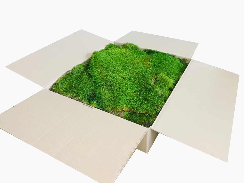 Premium Flat Moss - Preserved Forest Moss - Large Wholesale Bulk Box Cover  1 m2 Moss Light Green
